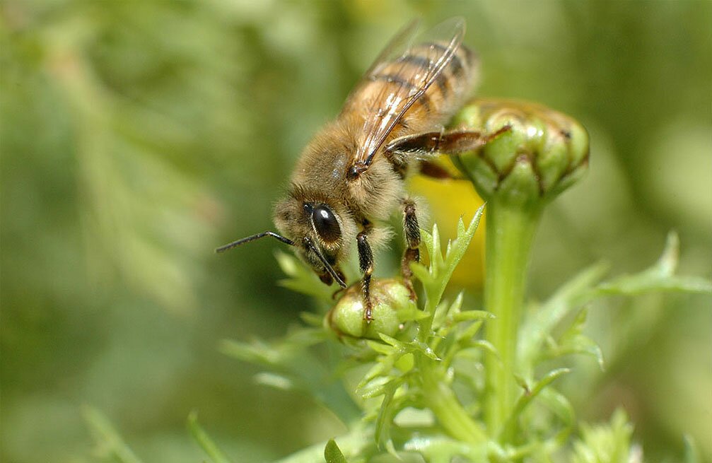 LABEL ABEILLE - Abeille jaune italienne